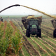 Farm workers shred sugar cane near Lake Okeechobee, Florida, in June 2007. Sugar cane sees some of the highest use of sulfur for soil pH control.